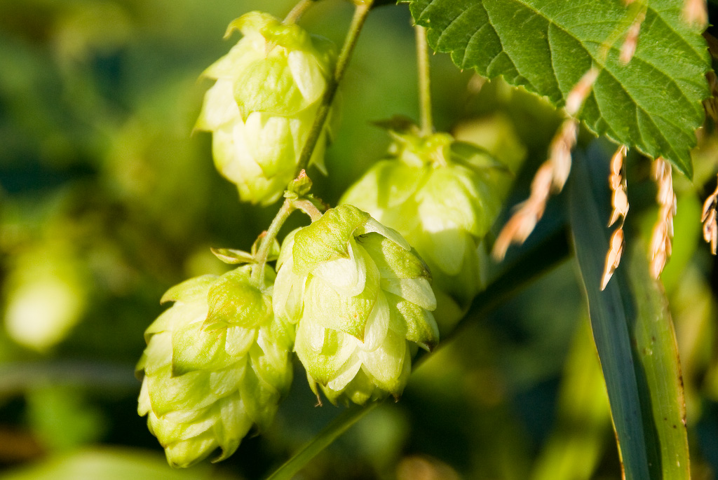 Hop is een kruid bij uitstek om je te helpen minder in je hoofd en meer in je lijf te zitten, (latijnse naam Humulus lupulus). Hop maakt het hoofd rustiger en het lijf voelbaarder. Problemen die je hoofd heel belangrijk vindt en daar heel groot kunnen worden, daar heeft je lijf meestal niet zo veel…